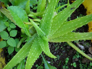 Aloe-Vera2